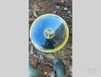 Imagem Kit 3 Armadilhas com 12 Litros de Atrativo para Moscas Target