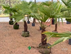 PALMEIRA TRACHYCARPUS N°02 Imagem PALMEIRA TRACHYCARPUS N°02