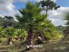 Imagem Palmeira washingtônia 200m a 220m