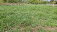 Imagem Sítio de luxo super produtivo - 31 hectares beira rio - Minas Gerais