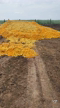 Imagem Bagaço de Laranja In Natura — direto da indústria, pronto pra turbinar seu rebanho!