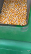 Imagem Sacas de milho em silo bolsa