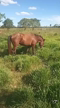 Imagem Cavalo Machador