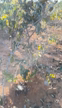 Imagem Vende-se Chácara com Vista Panorâmica - 2.300m² - Montes Claros/MG