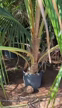 Imagem Coco Anão