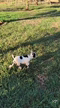 Imagem Filhotes de Mini cabras