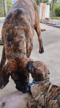 Imagem Filhotes Fila Brasileiro