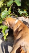 Imagem Filhotes Fila Brasileiro