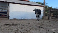 Imagem Lote de Girolando 1/2