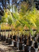 Imagem Palmeira Imperial