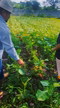 Imagem Pó de Rocha para Agricultura Orgânica | SoloPrime 20kg