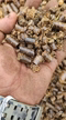 Imagem Subprodutos Nutrição Animal Resíduos