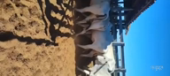 Imagem Vacas e Novilhas prenhas região de Brumadinho MG