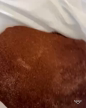 Imagem PÓ DE COCO (SUBSTRATO DE COCO)