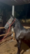 Imagem 🐴 Venda de Cavalo – Mangalarga Marchador Castrado 🐴