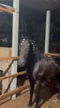 Imagem 🐴 Venda de Cavalo – Mangalarga Marchador Castrado 🐴