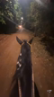 Imagem 🐴 Venda de Cavalo – Mangalarga Marchador Castrado 🐴