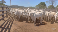 Imagem 76 Bezerros de otima qualidade, de 10 meses