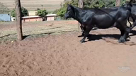 Imagem Bezerras Angus na região de Poloni SP