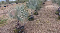 Imagem Bismarckia nobilis / Palmeira azul 100m a 120m