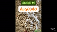 Imagem Caroço de Algodão a Granel - Minas Gerais