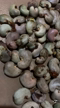 Imagem CASTANHA DE CAJU IN NATURA ( COM CASCA)