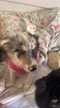 Imagem Filhote de Border collie fêmea à venda