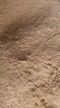 Imagem Serragem Eucalipto