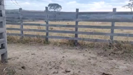 Imagem Vacas nelore e aneloradas região de  Moena MG