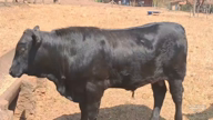 Imagem Bezerros Angus Pio Ranch – Certificados 7/8 e 3/4 de sangue