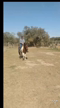 Imagem Cavalo mangalarga mineiro