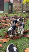 Imagem Foxhound americano