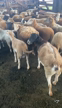 Imagem Venda de ovelhas e borregas cruza poll dorset