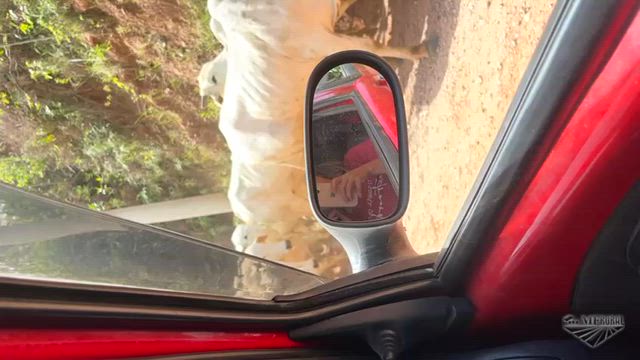 Imagem 77 novilhas nelore