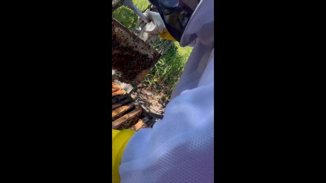 Imagem Apiário 20 caixas produzindo