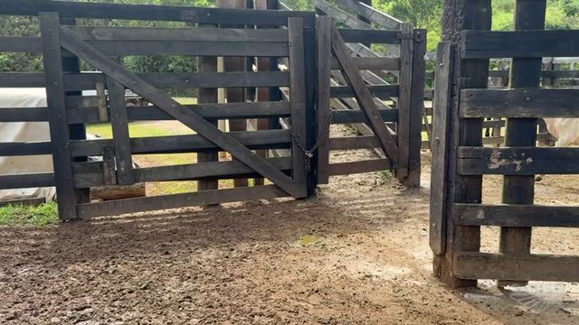 Imagem Bezerros nelore e aneloradas