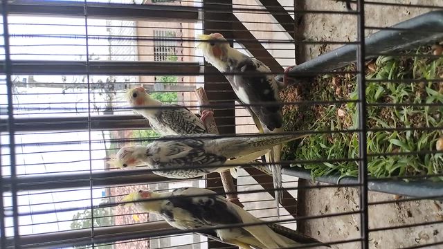 Imagem Calopsitas Filhotes Semi-Mansas