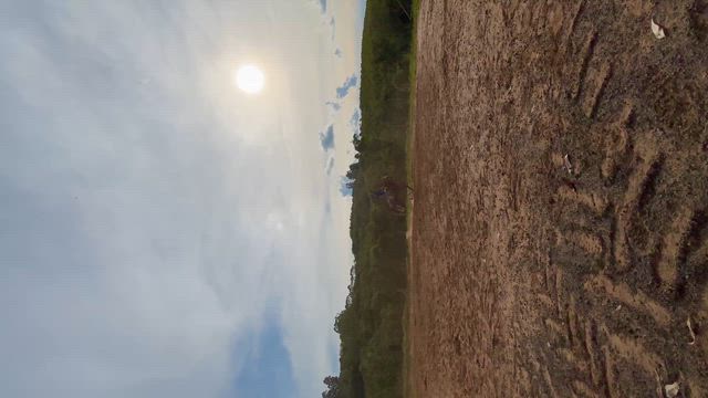 Imagem Cavalo crioulo, domado