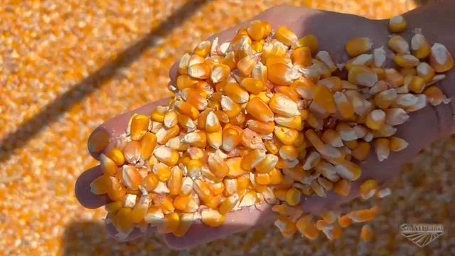 Imagem COMPRAMOS MILHO EM GRÃO (PREÇO JUSTO)