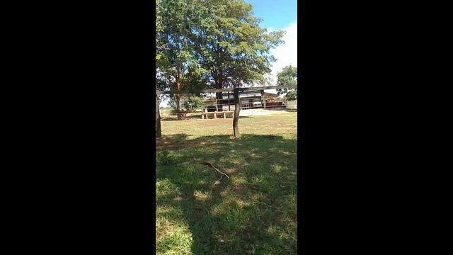 Imagem Fazenda para Pecuária com 308 Alqueires em Uruaçu (GO)