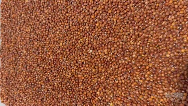 Imagem FEIJÃO GUANDU ANÃO 25kg