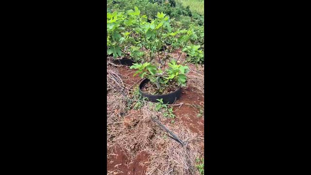 Imagem Figo verde para doce