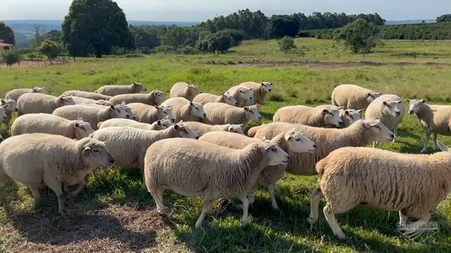 Imagem Lote de Ovinos Texel