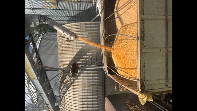 Imagem Milho em grão