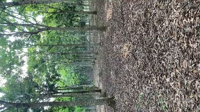 Imagem Mogno Africano com 12 anos