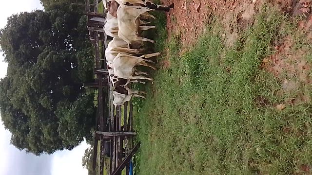 Imagem Lote de Novilhas Aneloradas