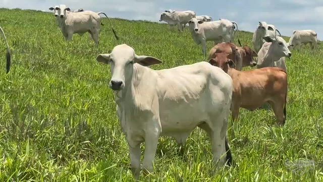 Imagem Novilhas nelore na região de José Bonifácio SP