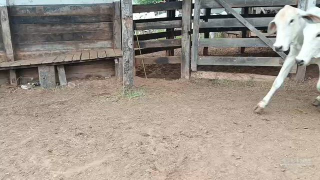Imagem Novilhas nelore na região de Poloni SP
