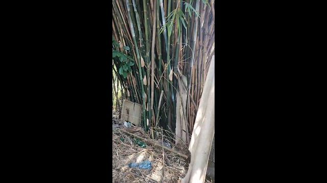 Imagem Oportunidade bambu Bambusa vulgaris na promoção , retirada por conta do comprador .