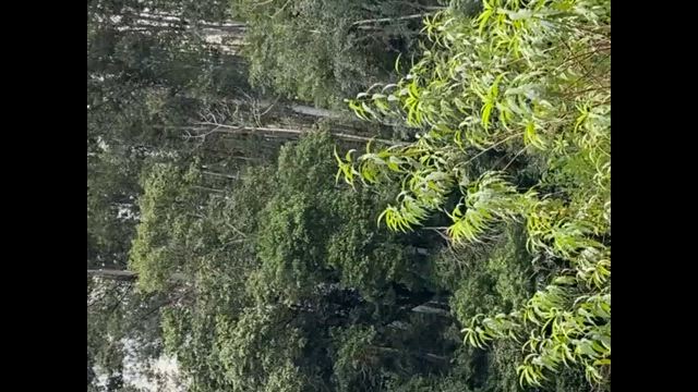 Imagem Plantação de Eucalipto à Venda
